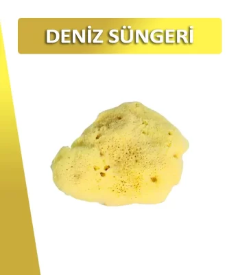 alierkan-deniz-sungeri_11zon alierkan-deniz-sungeri_11zon